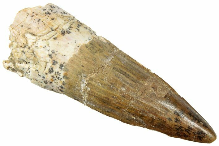 Fossil Spinosaurus Tooth - Real Dinosaur Tooth #312906